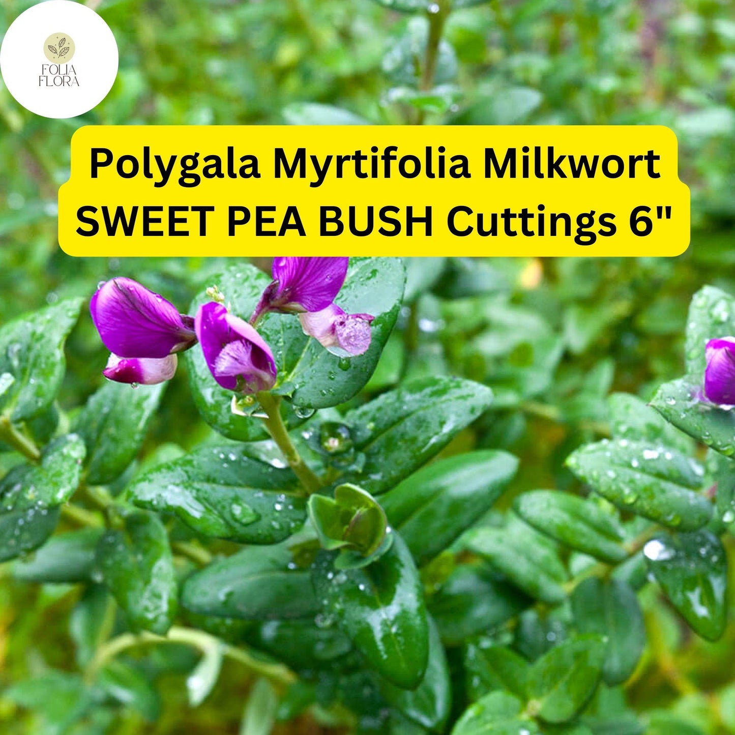 Polygala Myrtifolia 'Sweet Pea Bush' Cuttings - 7 Live 6" Unrooted Cuttings, Purple Blooms, Evergreen Shrub, Pollinator-Friendly