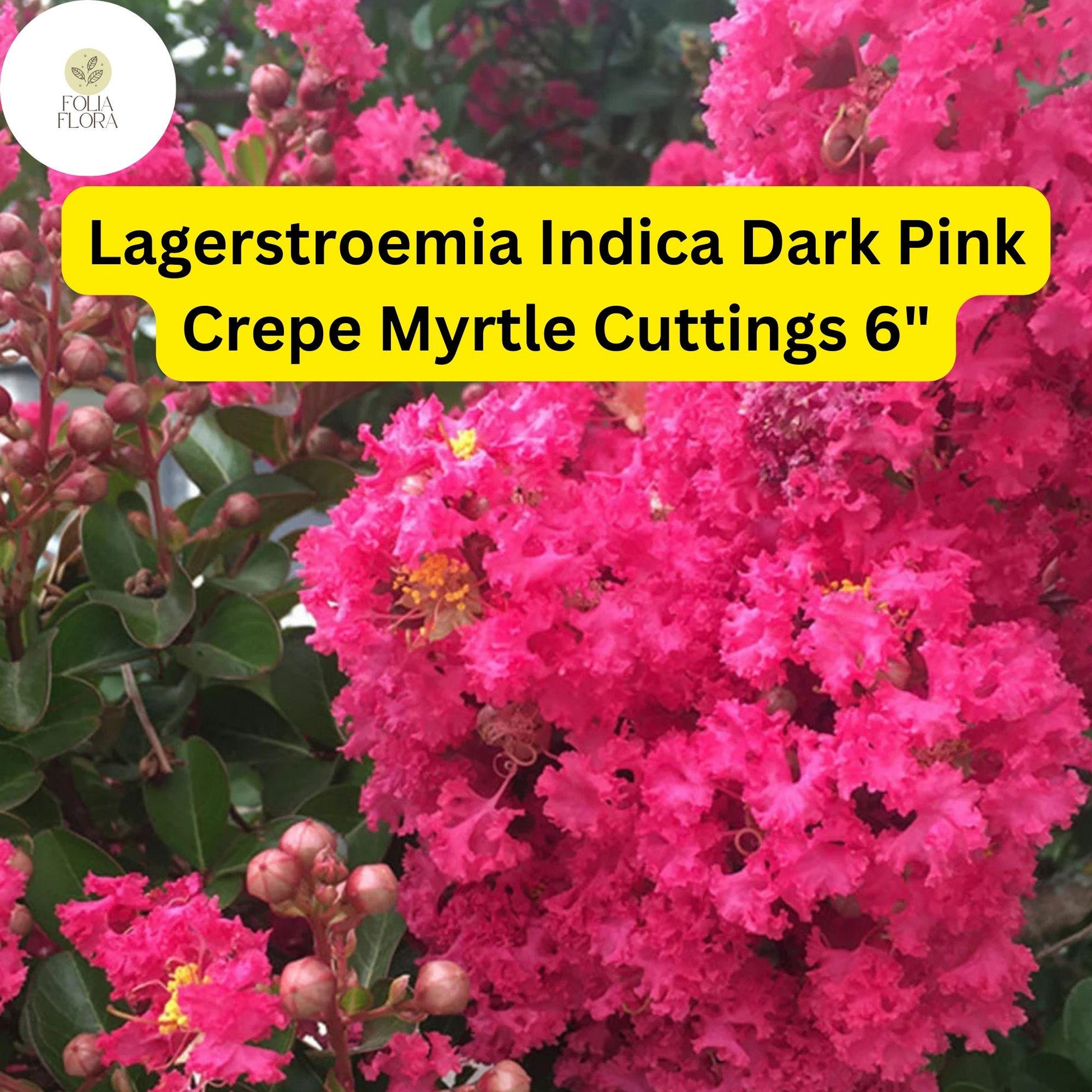 Dark Pink Crepe Myrtle Cuttings | 7 Live 6” Unrooted | Long-Blooming Wildflower | Lagerstroemia Indica | Drought-Tolerant