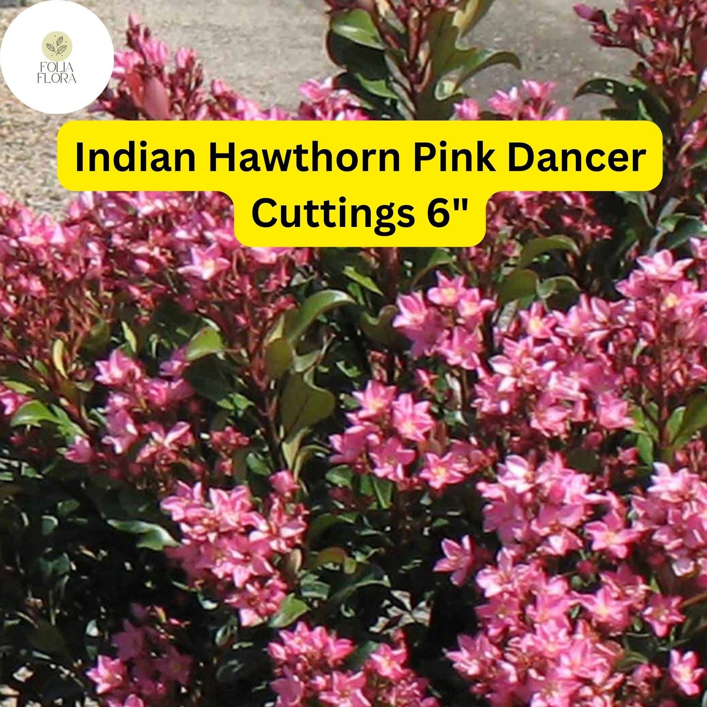 Pink Dancer Indian Hawthorn Cuttings | 7 Live 6” Unrooted Cuttings | Evergreen Shrub | Rhaphiolepis Indica | Flowering Hedge