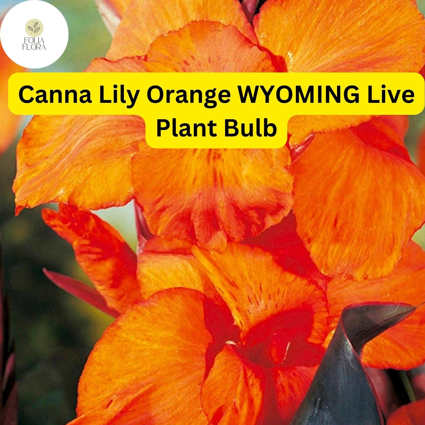 Canna Lily Bulb | 1 Live Bulb | Orange Wyoming | Canna indica 'Wyoming' | Tropical Perennial | Pollinator-Friendly