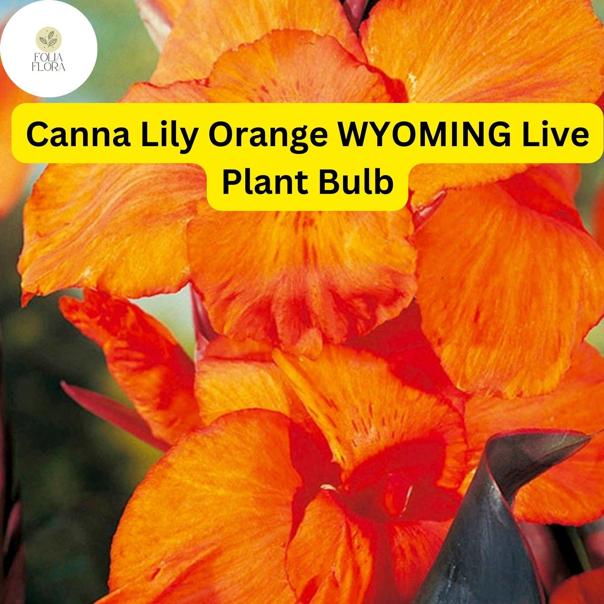 Canna Lily Bulb | 1 Live Bulb | Orange Wyoming | Canna indica 'Wyoming' | Tropical Perennial | Pollinator-Friendly