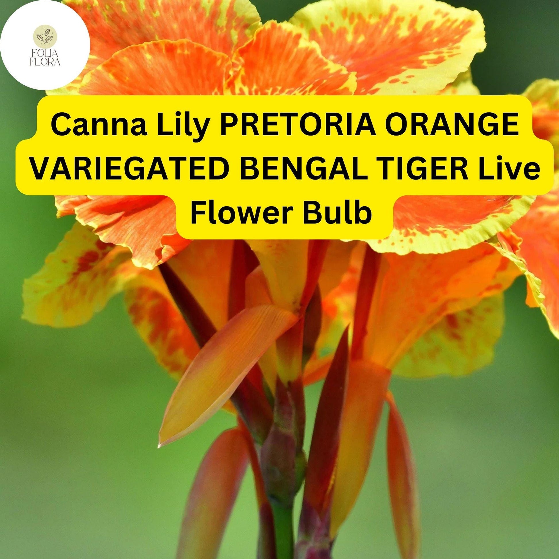 Canna Lily Bulb - Orange Variegated Bengal Tiger - Canna indica 'Bengal Tiger' - Tropical Flower for Gardens & Containers