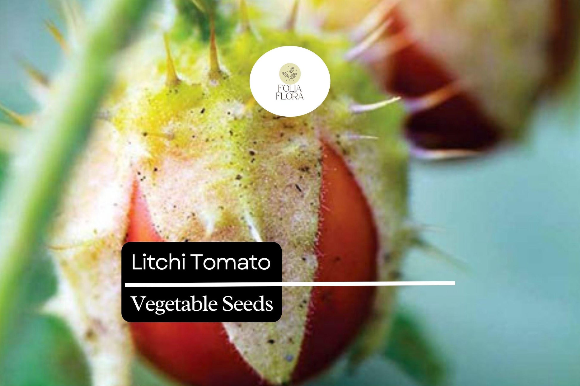 Litchi Tomato Seeds | 50 Heirloom Seeds | Rare Spiny Fruit | Solanum sisymbriifolium | Edible Landscaping & Pollinator-Friendly