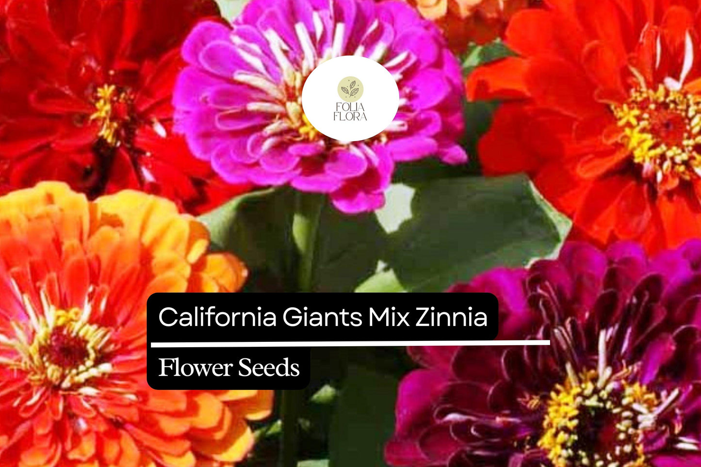 California Giant Zinnia Seeds – 100 Count – Vibrant Mixed Colors – Zinnia elegans – Pollinator-Friendly, Easy to Grow, Drought-Tolerant