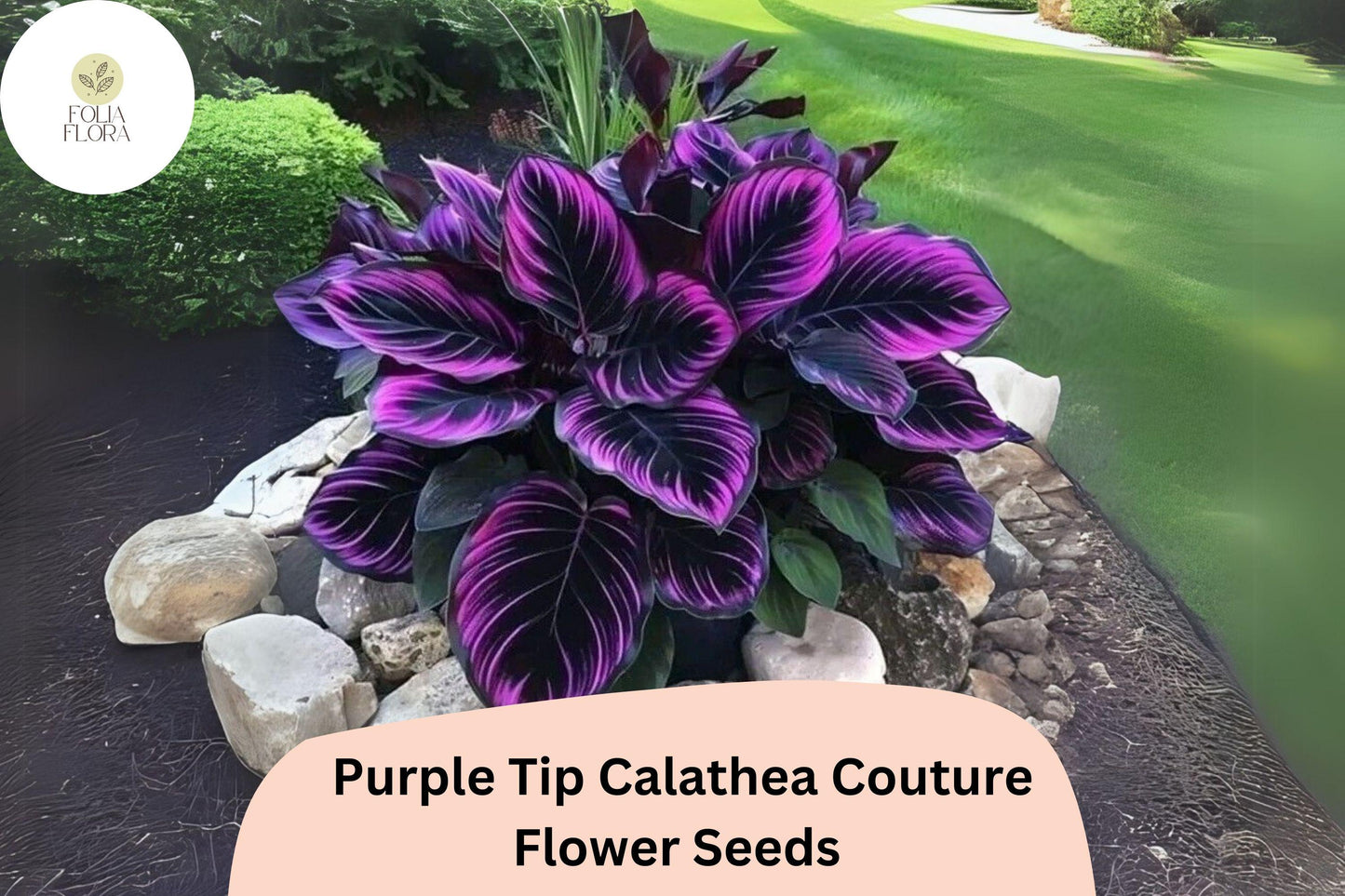 Purple Tip Calathea Couture Seeds | 25+ Exotic Tropical Foliage Seeds | Air-Purifying Plant | Calathea sp.