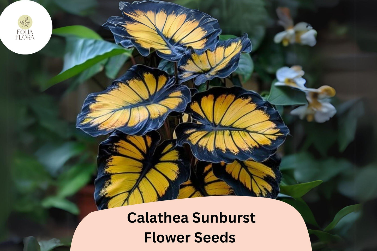 Sunburst Calathea Seeds | 25+ Air-Purifying Tropical Foliage Seeds | Calathea sp. | Green & Gold Variegation, Purple Undersides