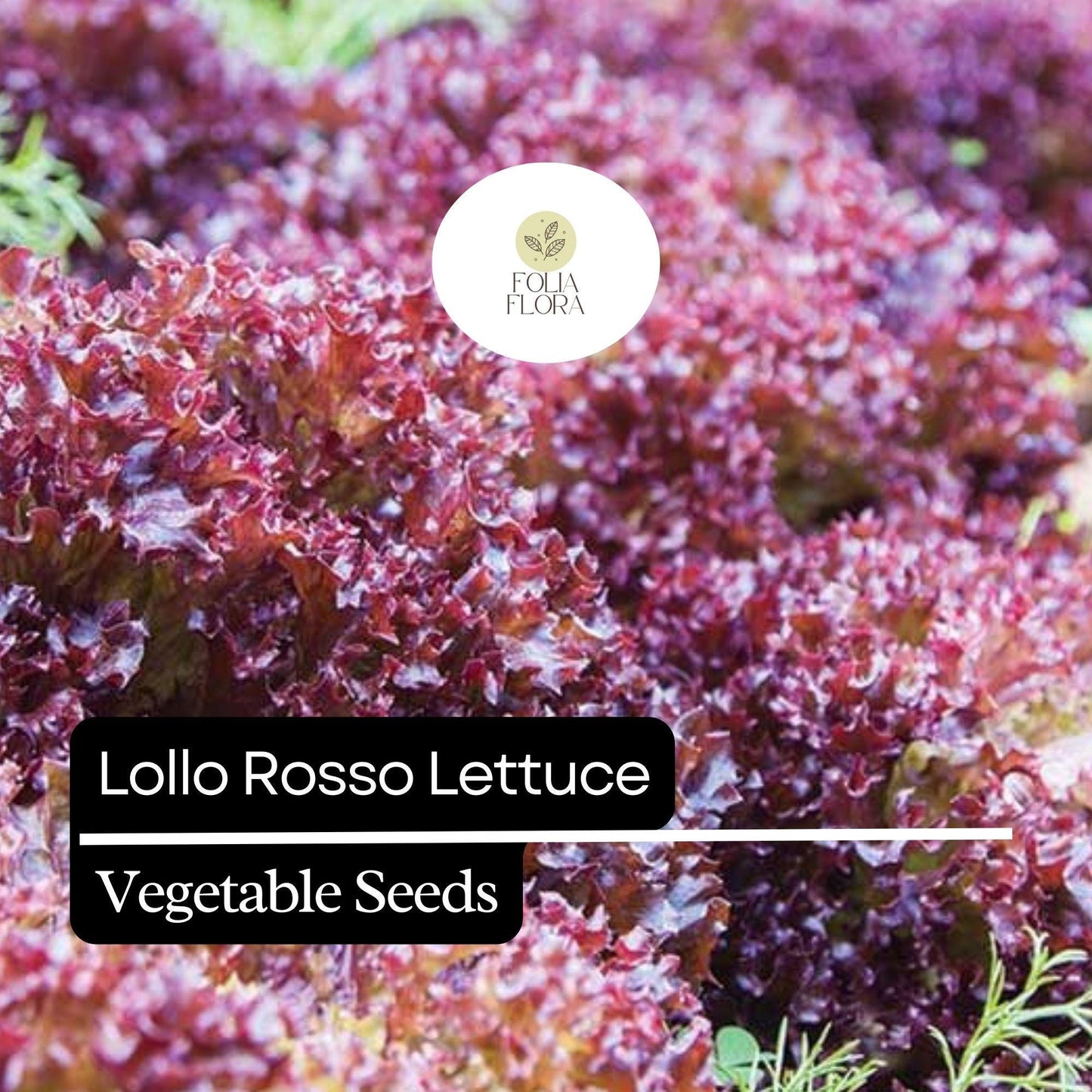 Lollo Rosso Lettuce Seeds - 1000 Non-GMO Heirloom Seeds, Frilly Red-Leaf Variety, Lactuca sativa, Heat-Tolerant for Home Gardens