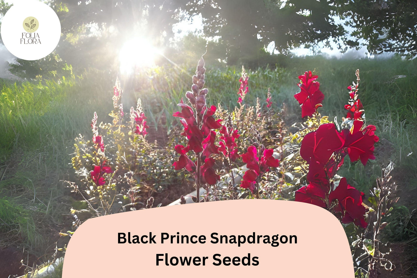 Black Prince Snapdragon Seeds | 1000+ Seeds | Deep Burgundy Blooms | Antirrhinum majus | Pollinator-Friendly Annual