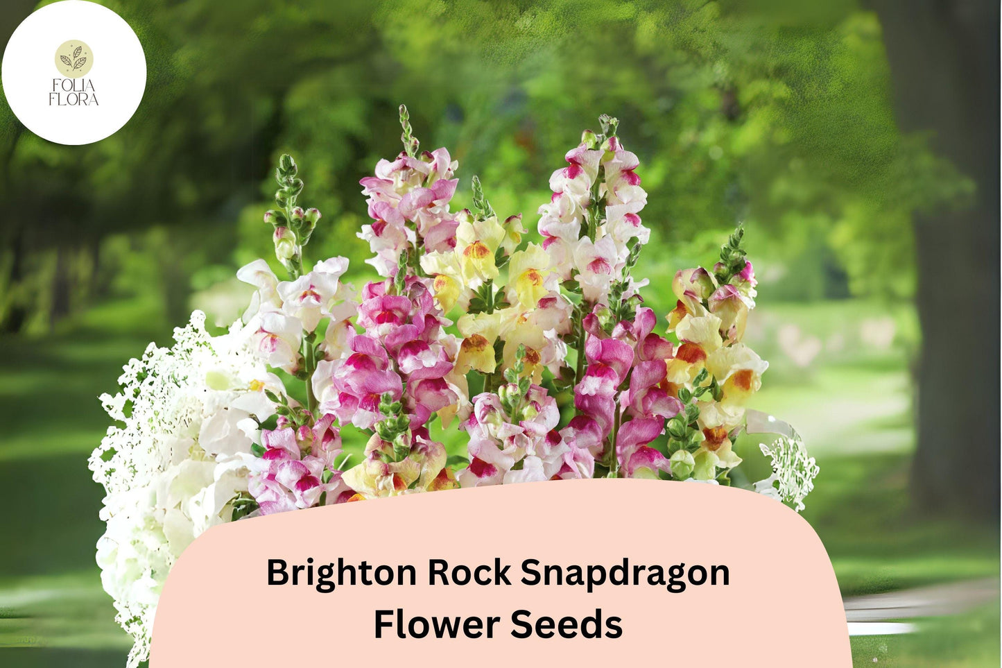 Brighton Rock Snapdragon Seeds | 1000+ Bicolor Mix | Antirrhinum majus | Pollinator-Friendly Garden Blooms