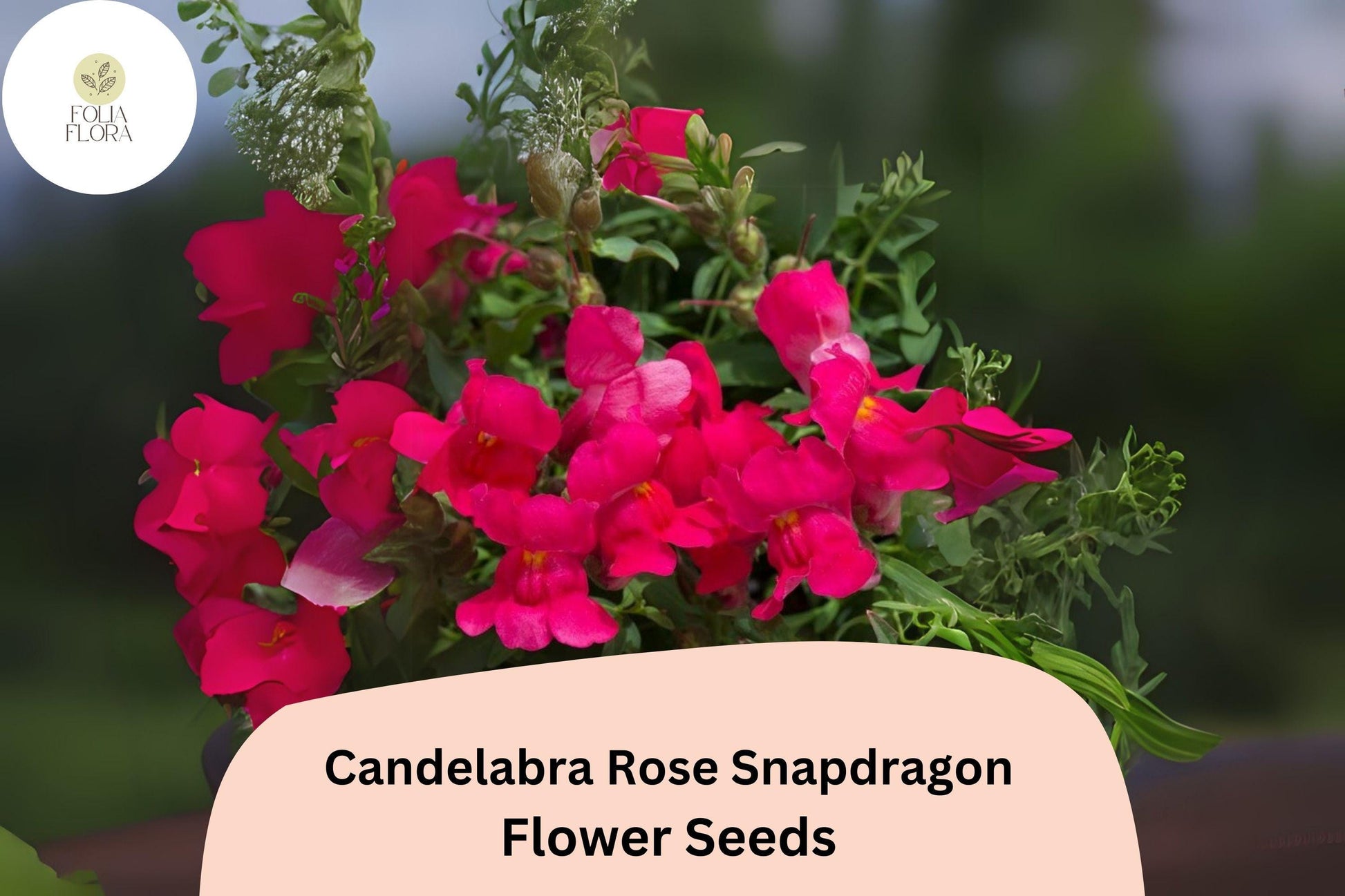 Candelabra Rose Snapdragon Seeds | 1000+ Rose-Pink Antirrhinum majus | Pollinator-Friendly for Gardens & Borders