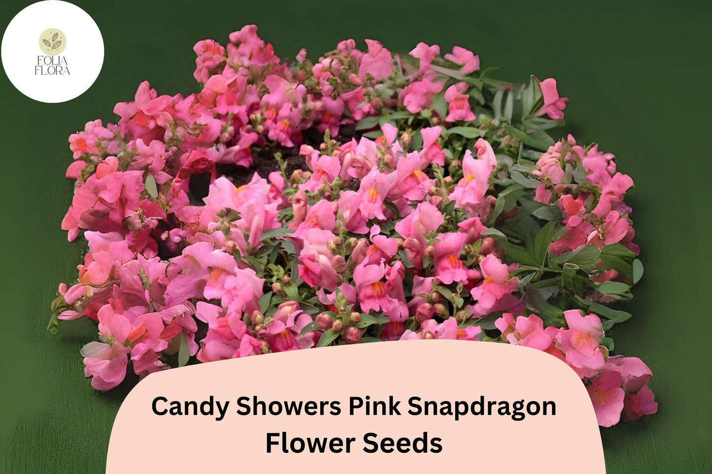 Cascading Snapdragon Seeds - Candy Showers Pink - Antirrhinum majus - 1000+ Seeds for Hanging Baskets & Containers