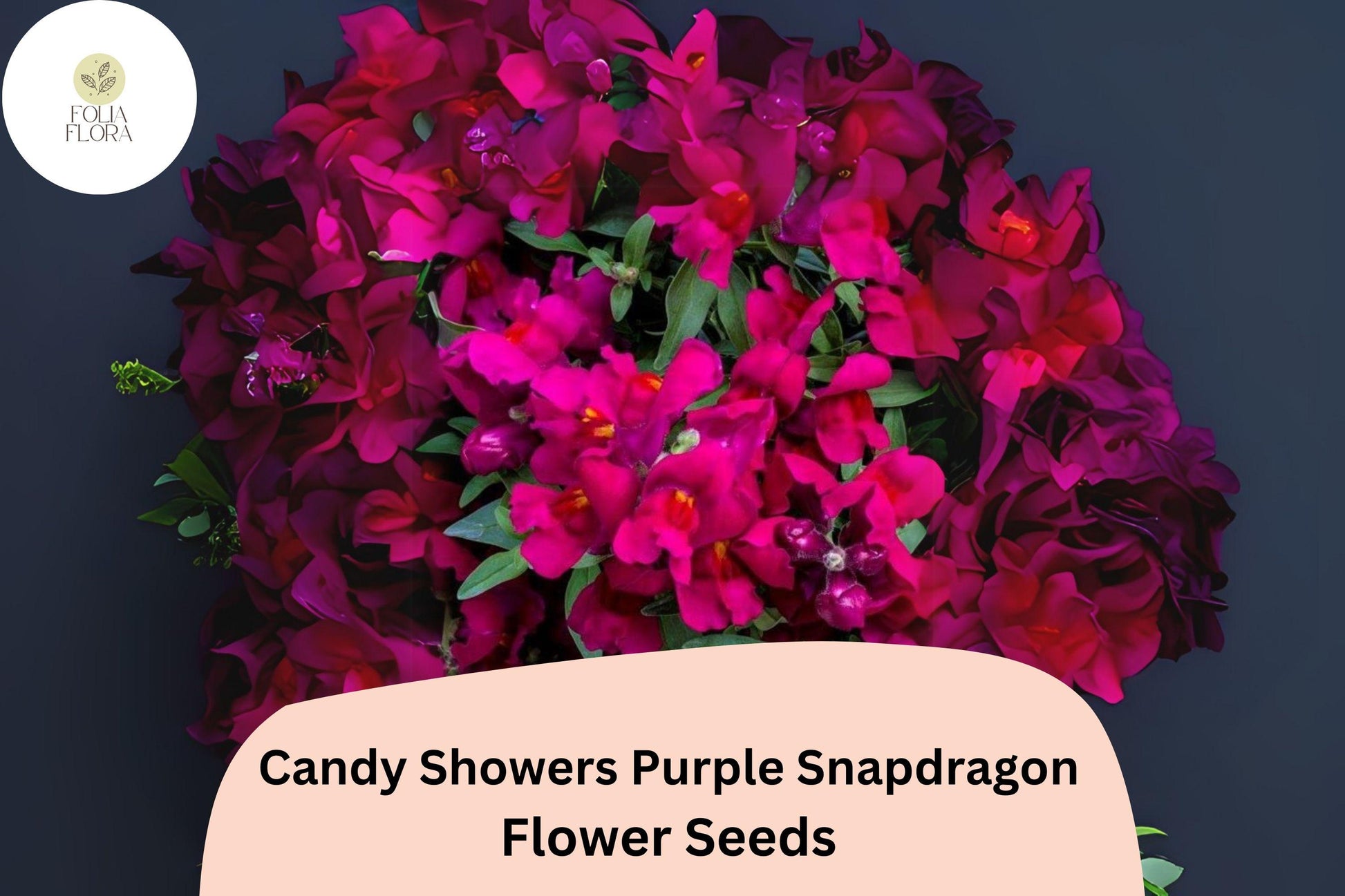 Candy Showers Purple Snapdragon Seeds | 1000+ Seeds | Trailing Variety Antirrhinum majus | Deep Purple Cascading Blooms