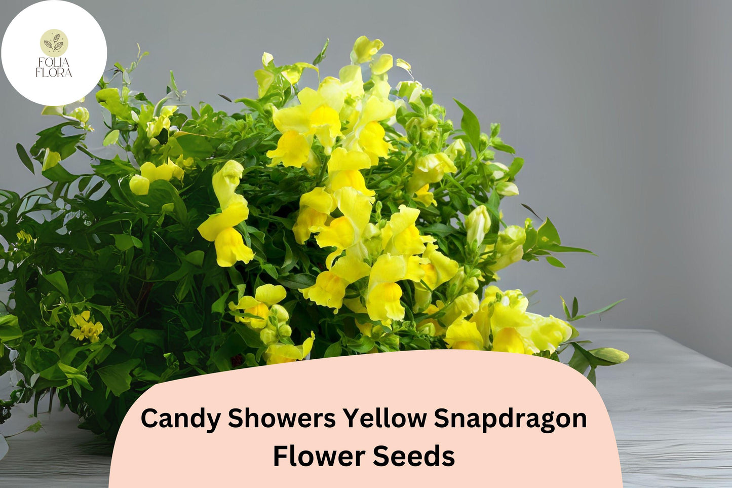 Candy Showers Yellow Snapdragon Seeds | 1000+ Seeds | Antirrhinum majus | Cascading Blooms for Baskets & Containers