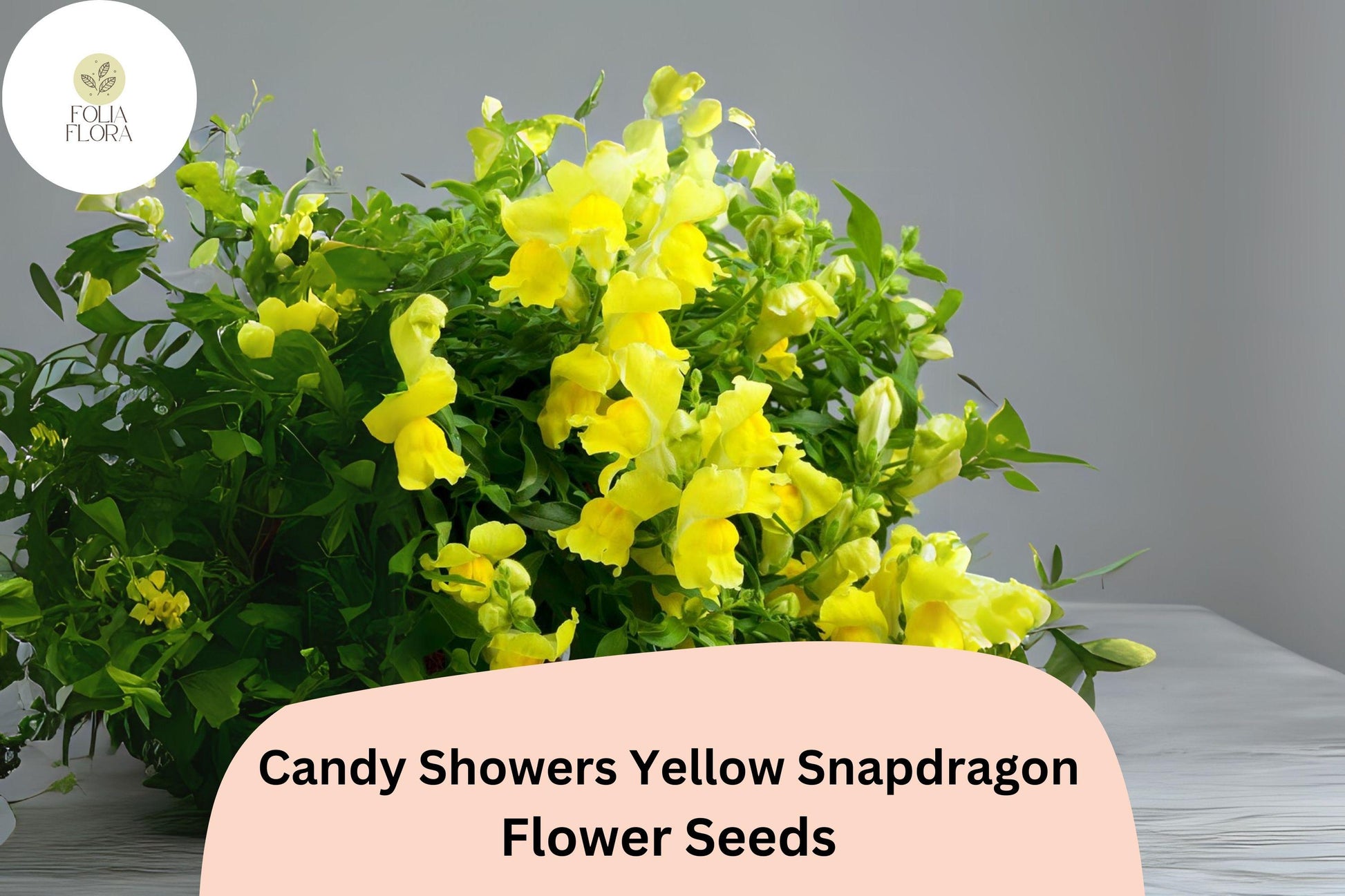 Candy Showers Yellow Snapdragon Seeds | 1000+ Seeds | Antirrhinum majus | Cascading Blooms for Baskets & Containers