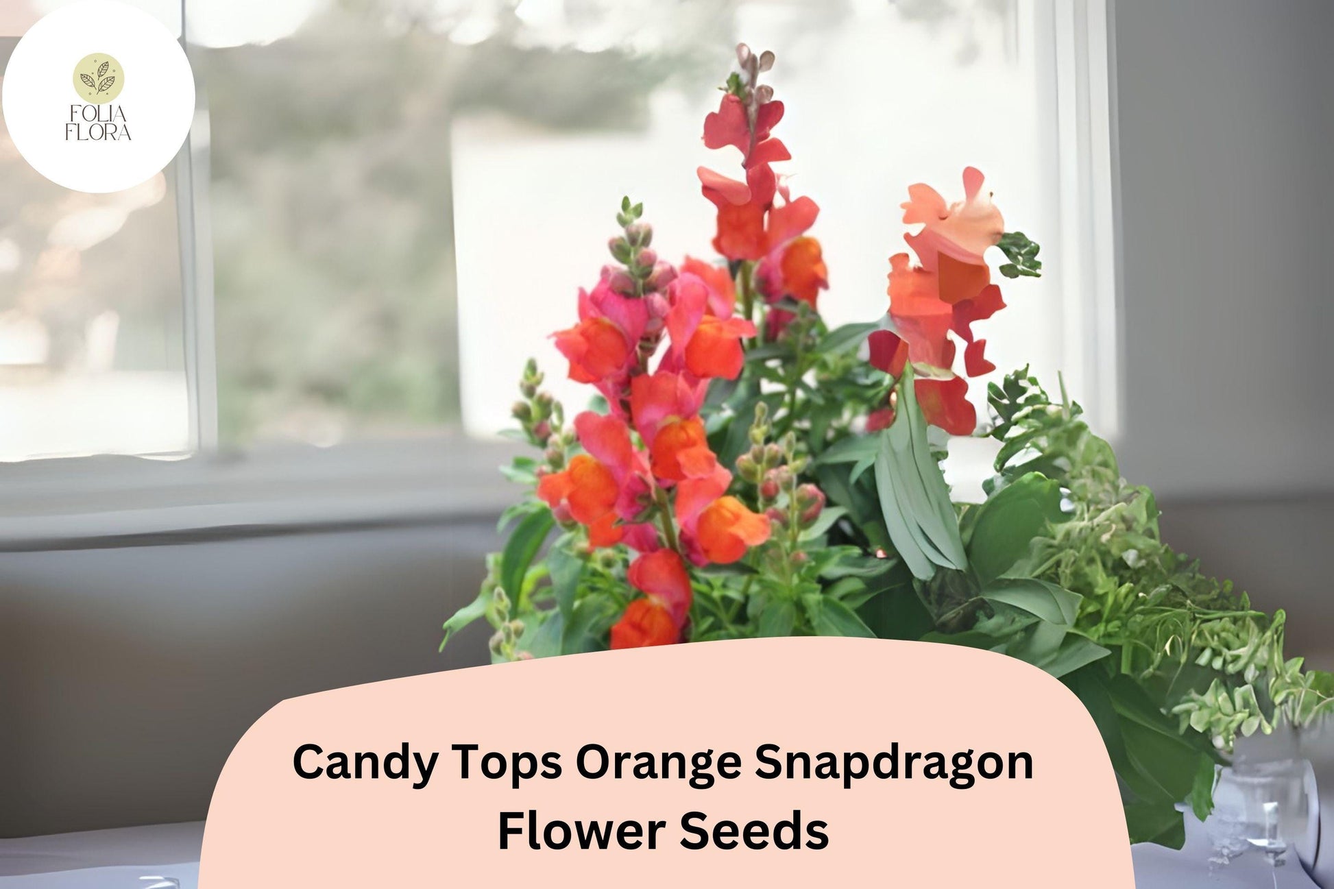 Candy Tops Orange Snapdragon Seeds | Dwarf, Pollinator-Friendly | Antirrhinum majus | 1000+ Premium Seeds