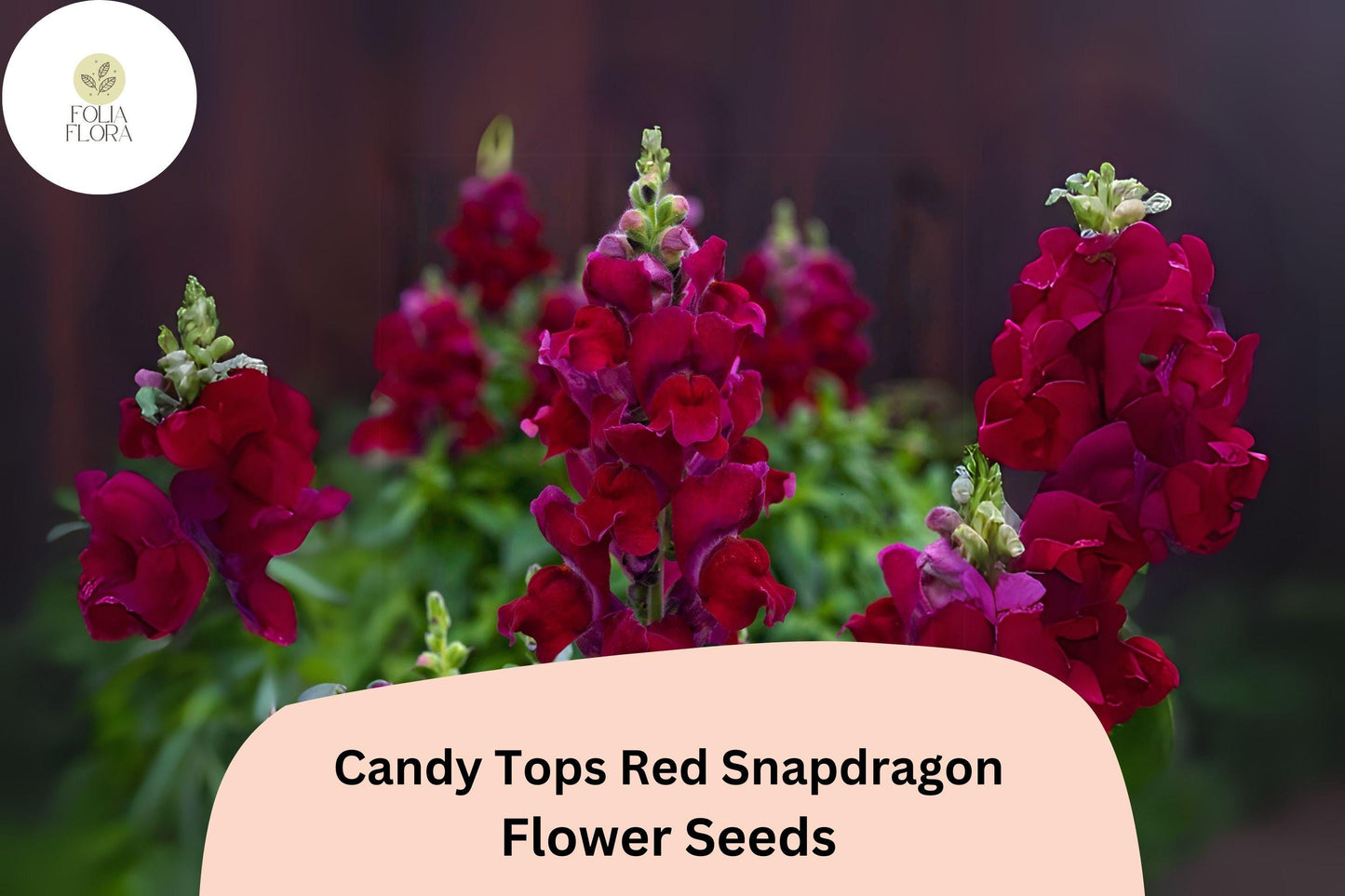 Candy Tops Red Snapdragon Seeds - 1000+ Compact Antirrhinum majus - Bold Red Blooms for Garden Beds & Containers