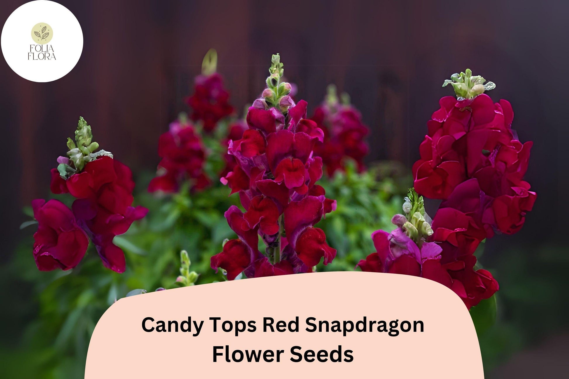Candy Tops Red Snapdragon Seeds - 1000+ Compact Antirrhinum majus - Bold Red Blooms for Garden Beds & Containers