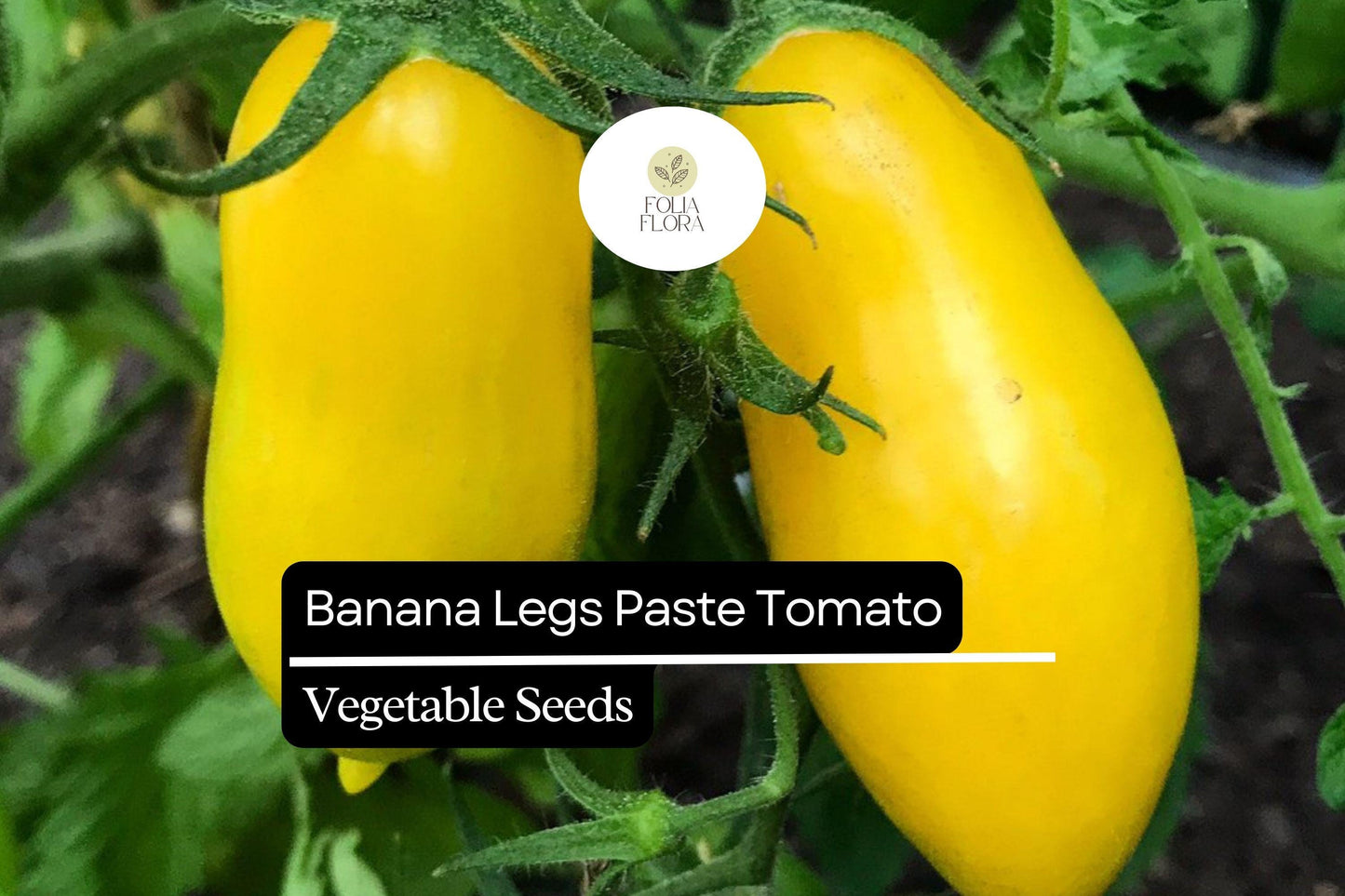 Banana Legs Tomato Seeds - Heirloom Yellow Paste Tomato for Sauces - Solanum lycopersicum - Low-Acid, Meaty, High-Yield