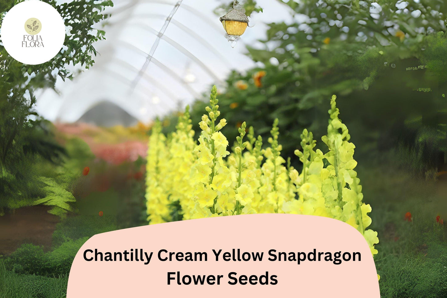 Chantilly Cream Yellow Snapdragon Seeds | 1000+ Fragrant, Tall Blooms | Antirrhinum majus | Pollinator-Friendly Garden Flowers