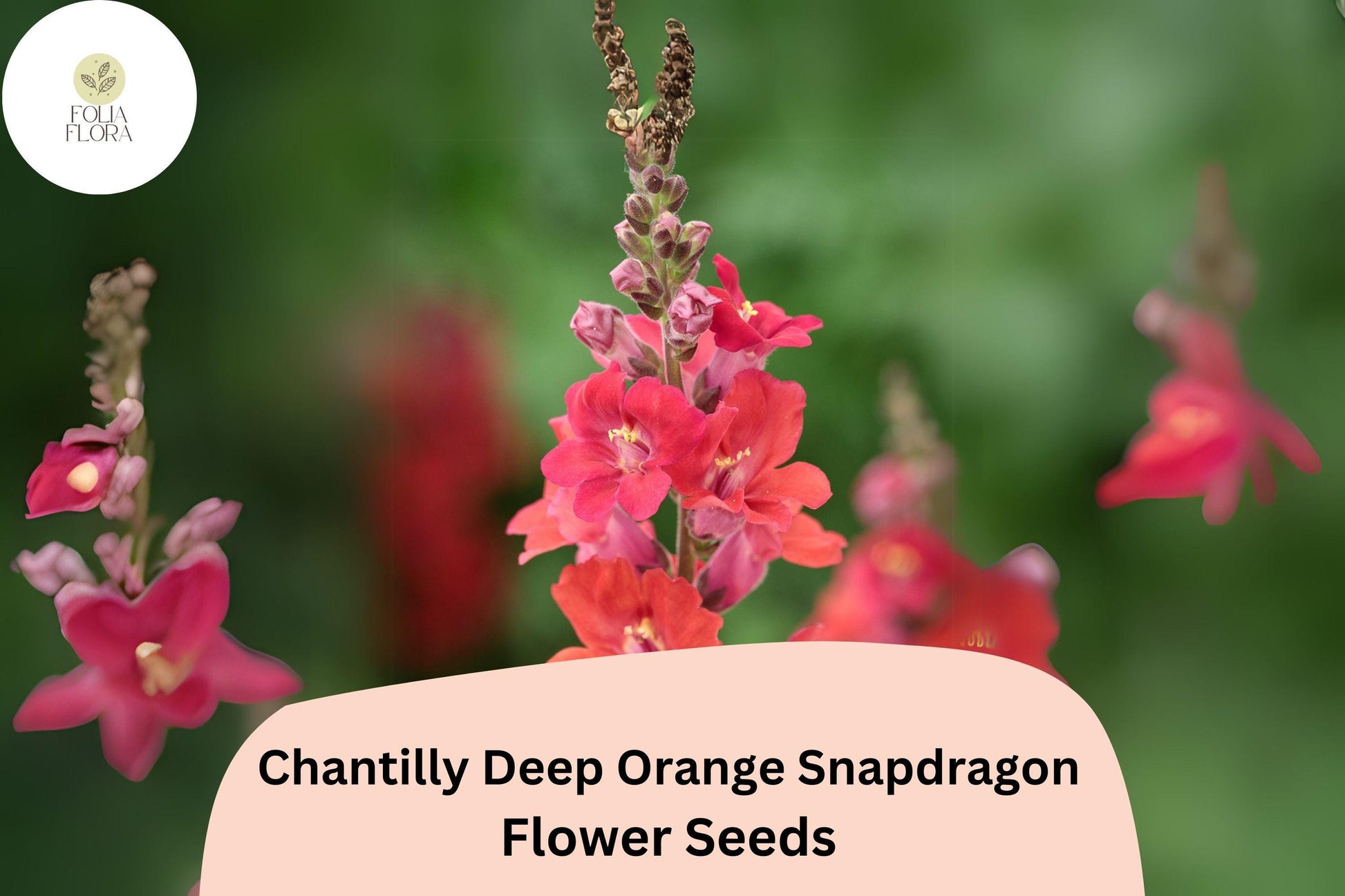 Chantilly Deep Orange Snapdragon Seeds | 1000+ Tall Cut Flowers | Antirrhinum majus | Fragrant, Pollinator-Friendly Blooms