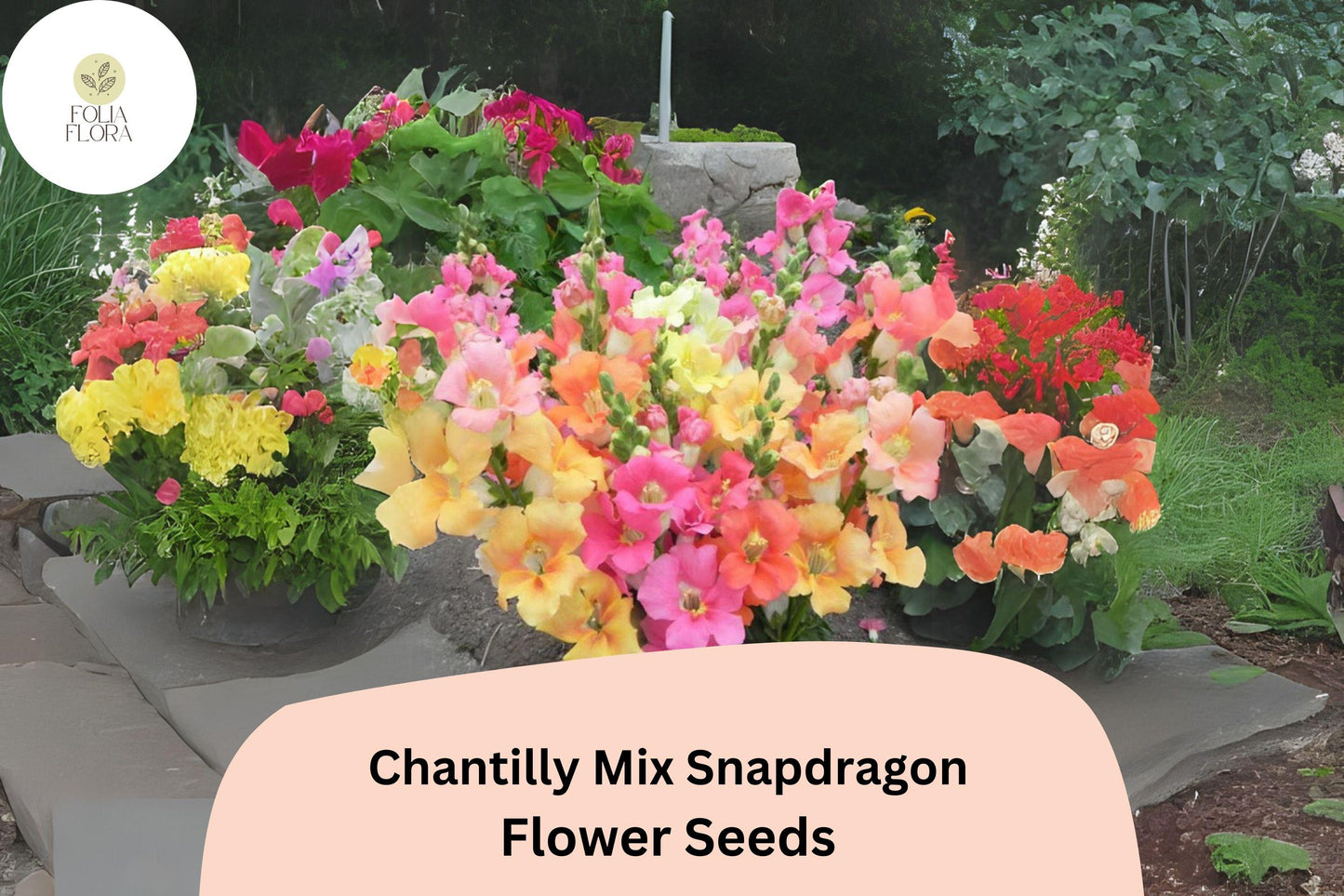 Chantilly Snapdragon Seeds - Fragrant Tall Mix, 1000+ Seeds, Antirrhinum majus, Pollinator-Friendly, Colorful Garden Blooms