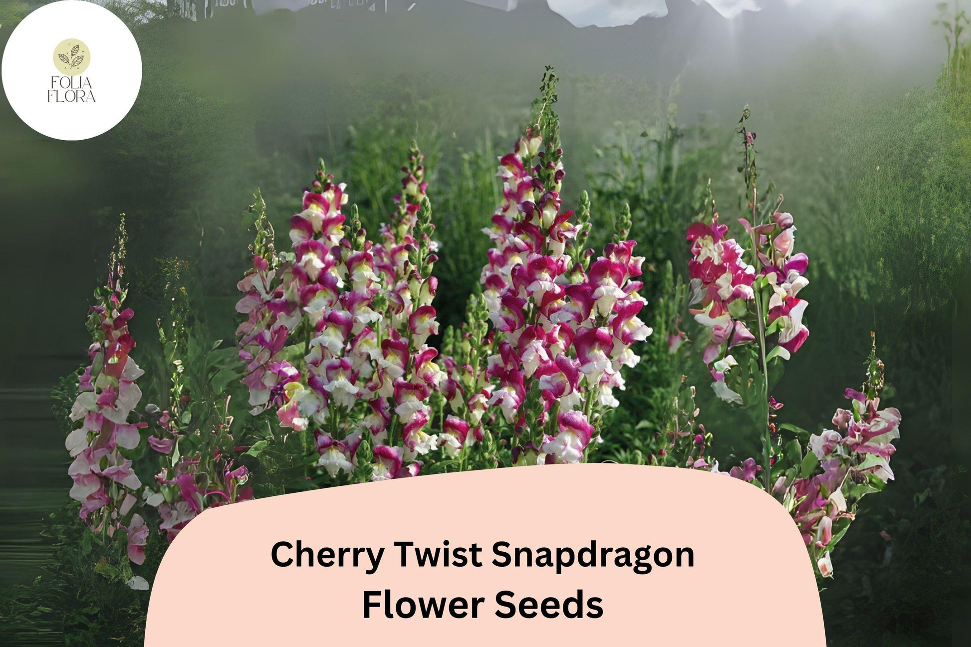 Cherry Twist Snapdragon Seeds | 1000+ Vibrant Red Blooms | Antirrhinum majus | Pollinator-Friendly, Easy to Grow