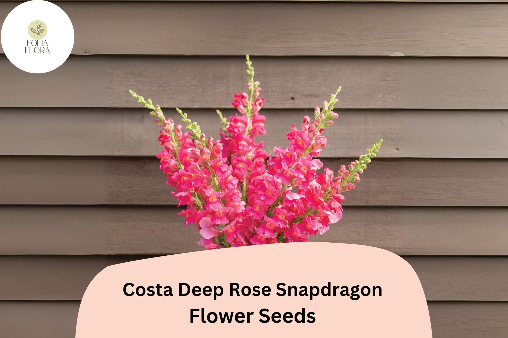 Costa Deep Rose Snapdragon Seeds | 1000+ Deep Rose-Pink Blooms | Antirrhinum majus | Pollinator-Friendly Annual