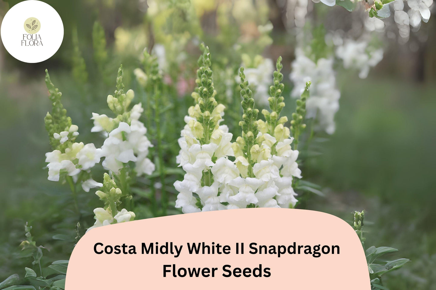 White Snapdragon Seeds | 1000+ Seeds | Costa Midly White II | Antirrhinum Majus | Pollinator-Friendly, Elegant Blooms