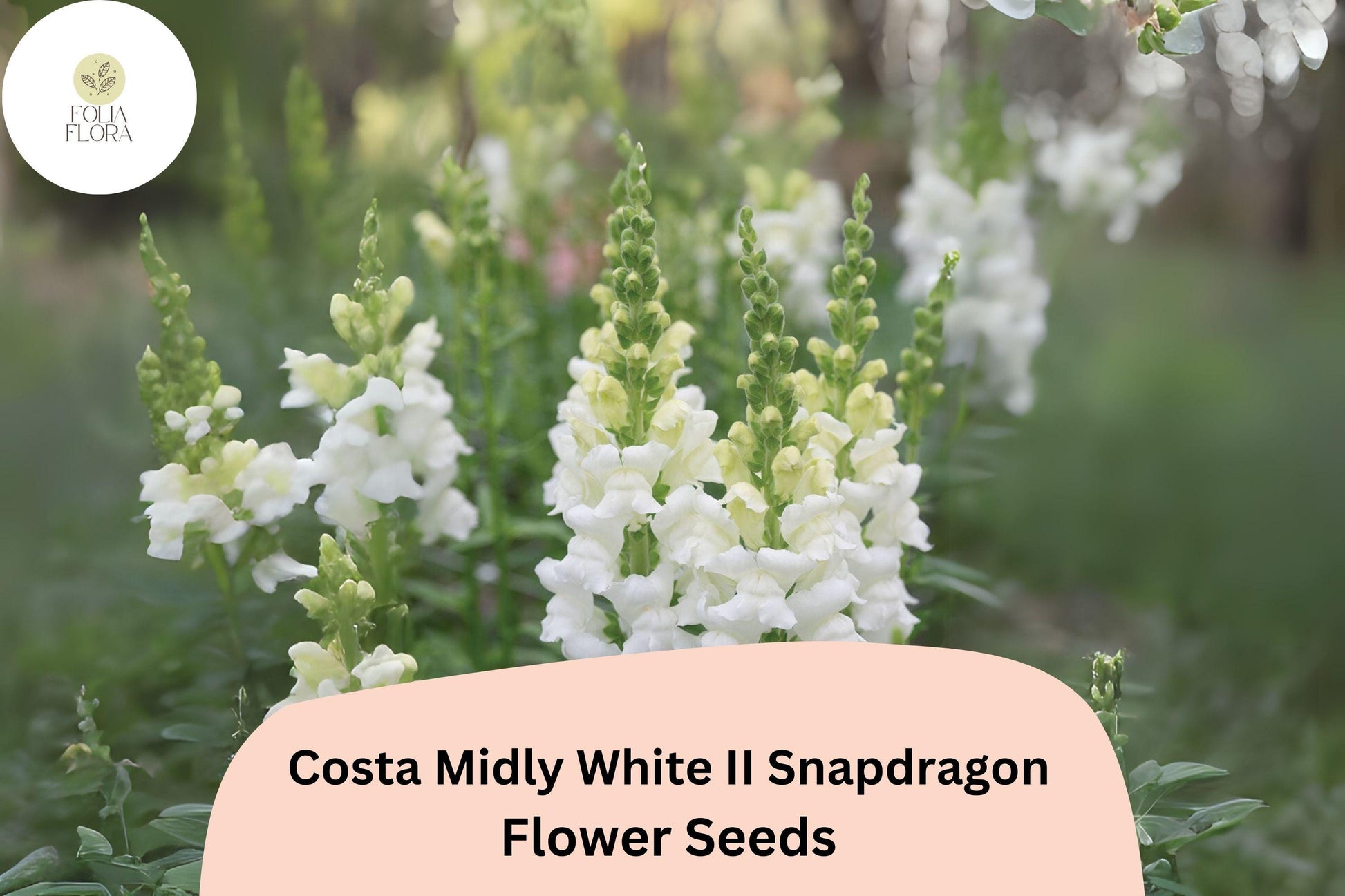 White Snapdragon Seeds | 1000+ Seeds | Costa Midly White II | Antirrhinum Majus | Pollinator-Friendly, Elegant Blooms