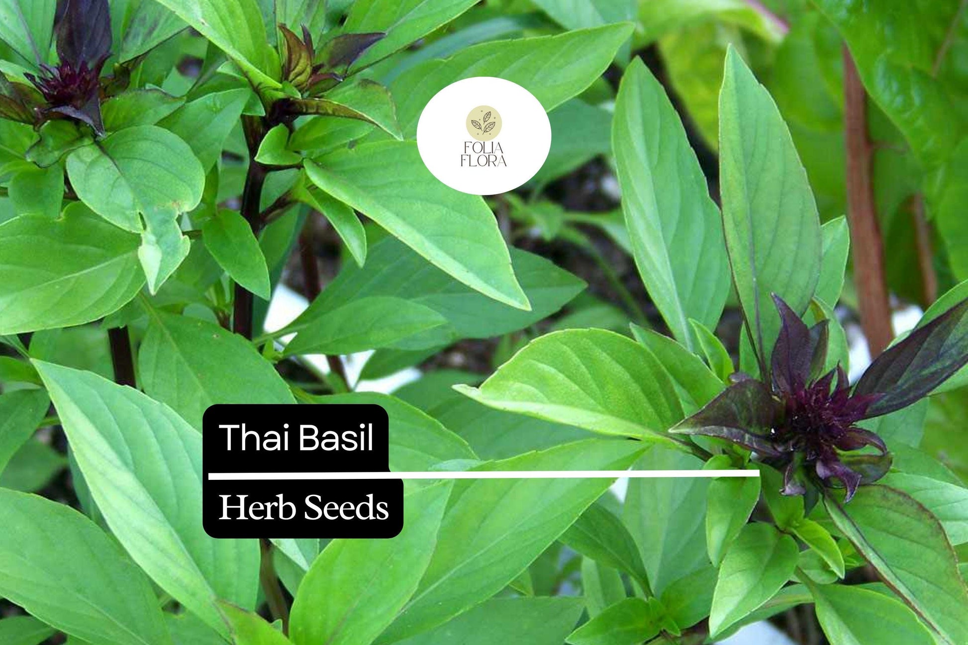 Thai Basil Seeds – 200 Heirloom Seeds, Aromatic Sweet & Spicy, Ocimum basilicum var. thyrsiflora, Non-GMO, Perfect for Culinary Use