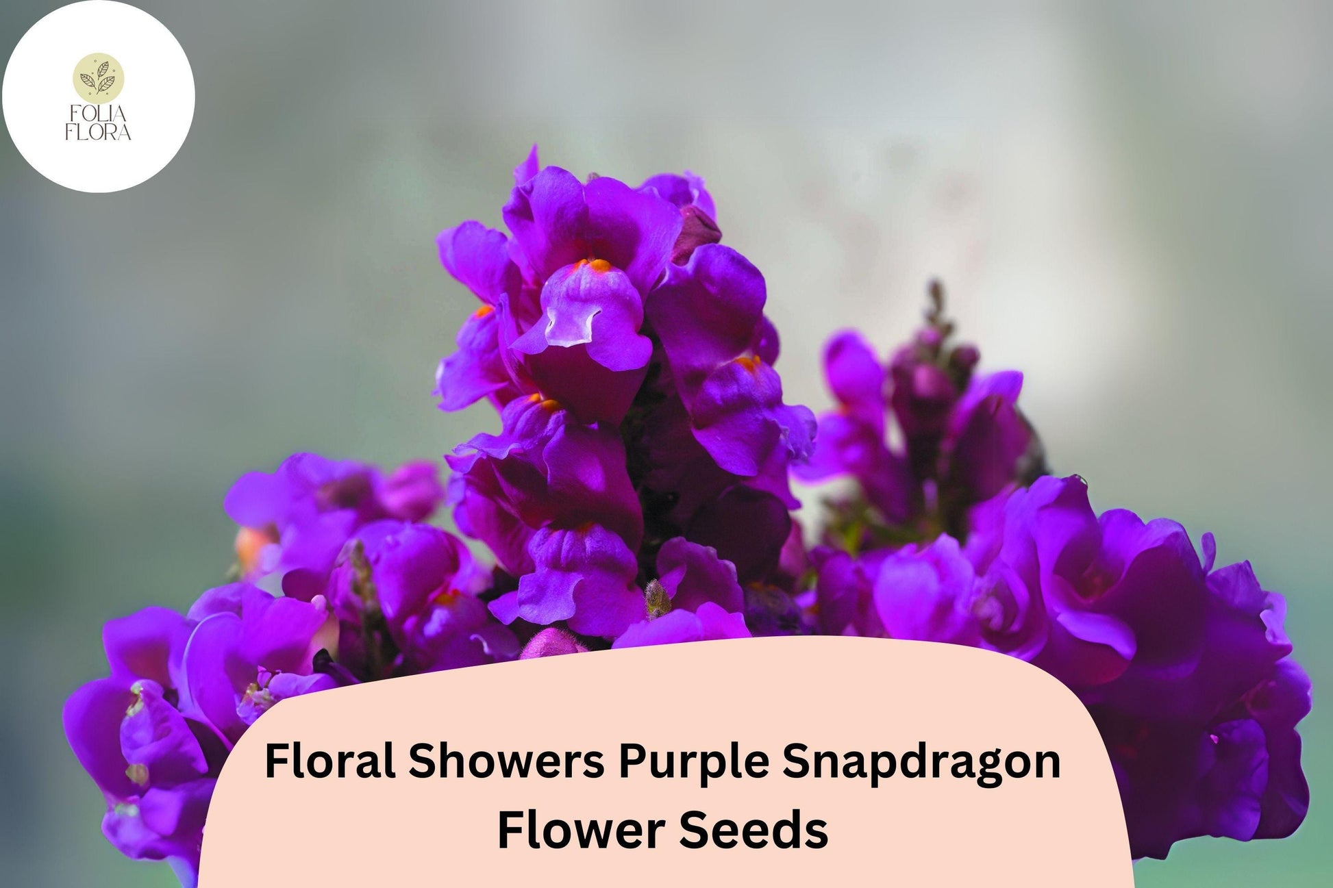 Purple Snapdragon Seeds | 1000+ Dwarf Floral Showers Variety | Antirrhinum majus | Compact, Pollinator-Friendly Blooms