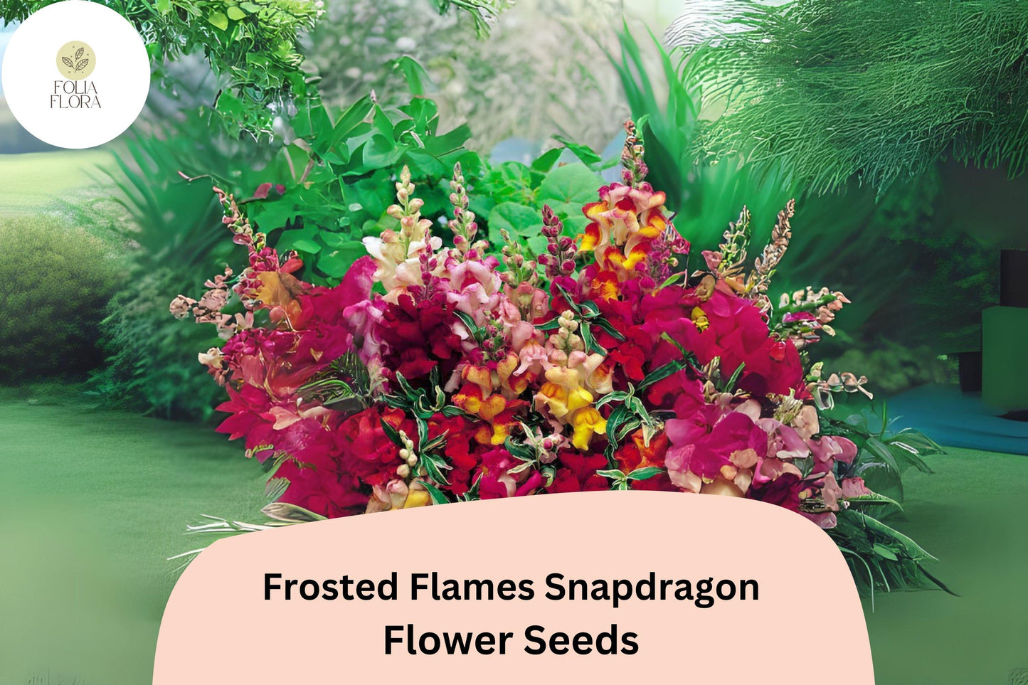 Frosted Flames Snapdragon Seeds - 1000+ Heirloom Variegated Blooms, Antirrhinum majus, Pollinator-Friendly Garden Flowers