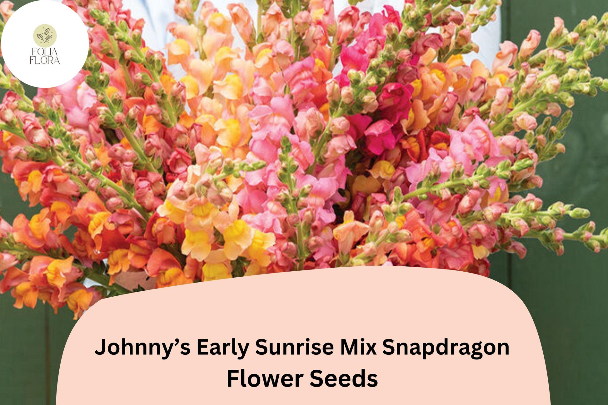 Snapdragon Seeds - 1000+ Early Sunrise Mix - Antirrhinum majus - Yellow, Orange, Pink - Vibrant Cut Flower Variety for Gardens
