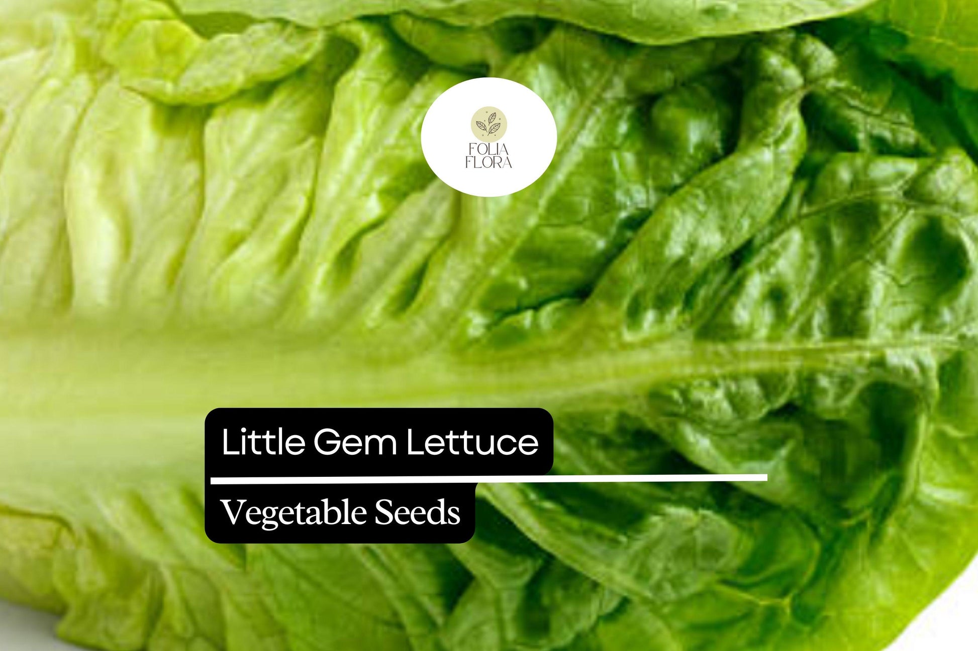 Little Gem Lettuce Seeds – Mini Romaine, Heirloom Non-GMO (Lactuca sativa) - Sweet & Crisp for Salads, Container Gardening