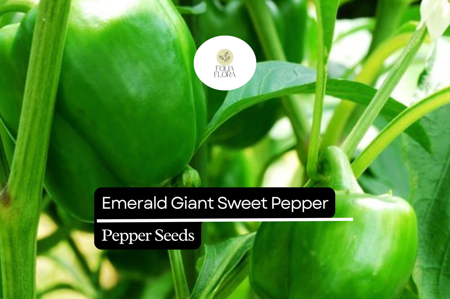 Emerald Giant Sweet Pepper Seeds - Heirloom Non-GMO Bell Pepper (Capsicum annuum) - Large Green Fruits for Stuffing & Grilling
