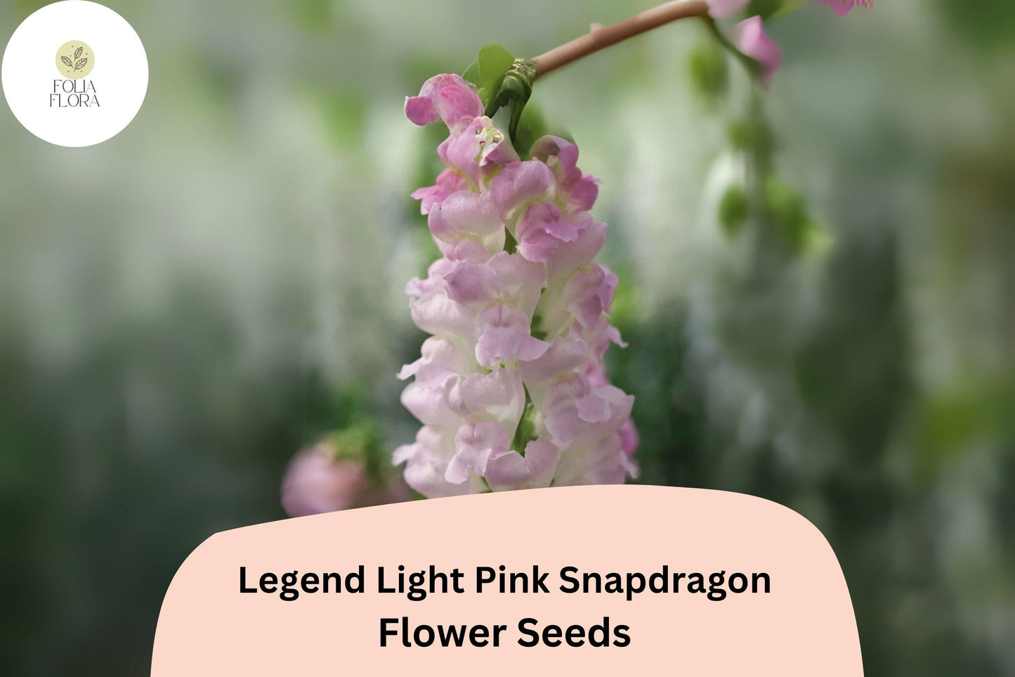 Snapdragon Seeds | 1000+ Non-GMO | Light Pink Double Blooms | Antirrhinum majus ‘Legend Light Pink’ | Pollinator-Friendly
