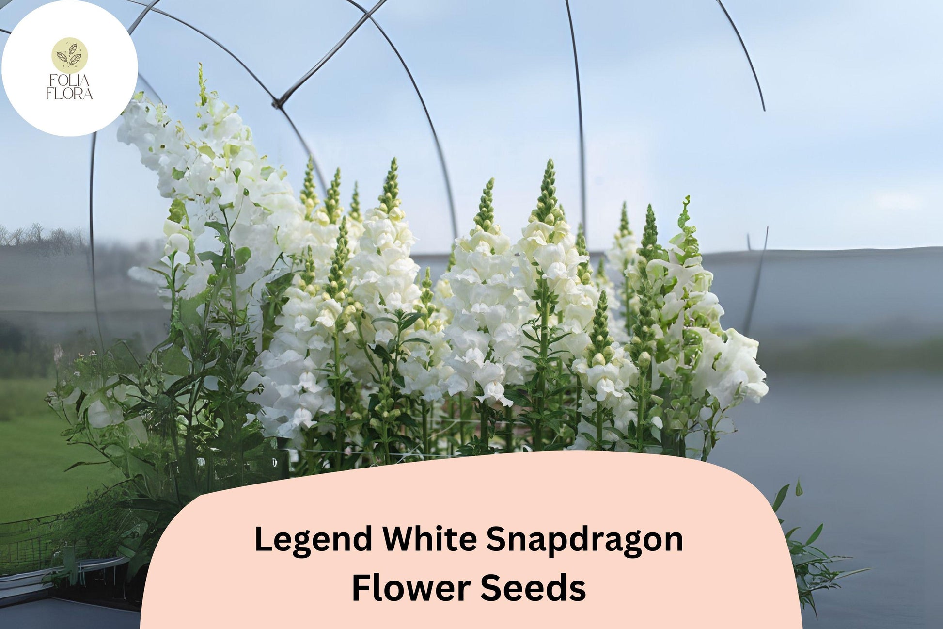 Snapdragon Seeds - 1000+ Legend White Double Blooms - Antirrhinum majus - Elegant Cut Flowers for Garden & Pollinator Friendly