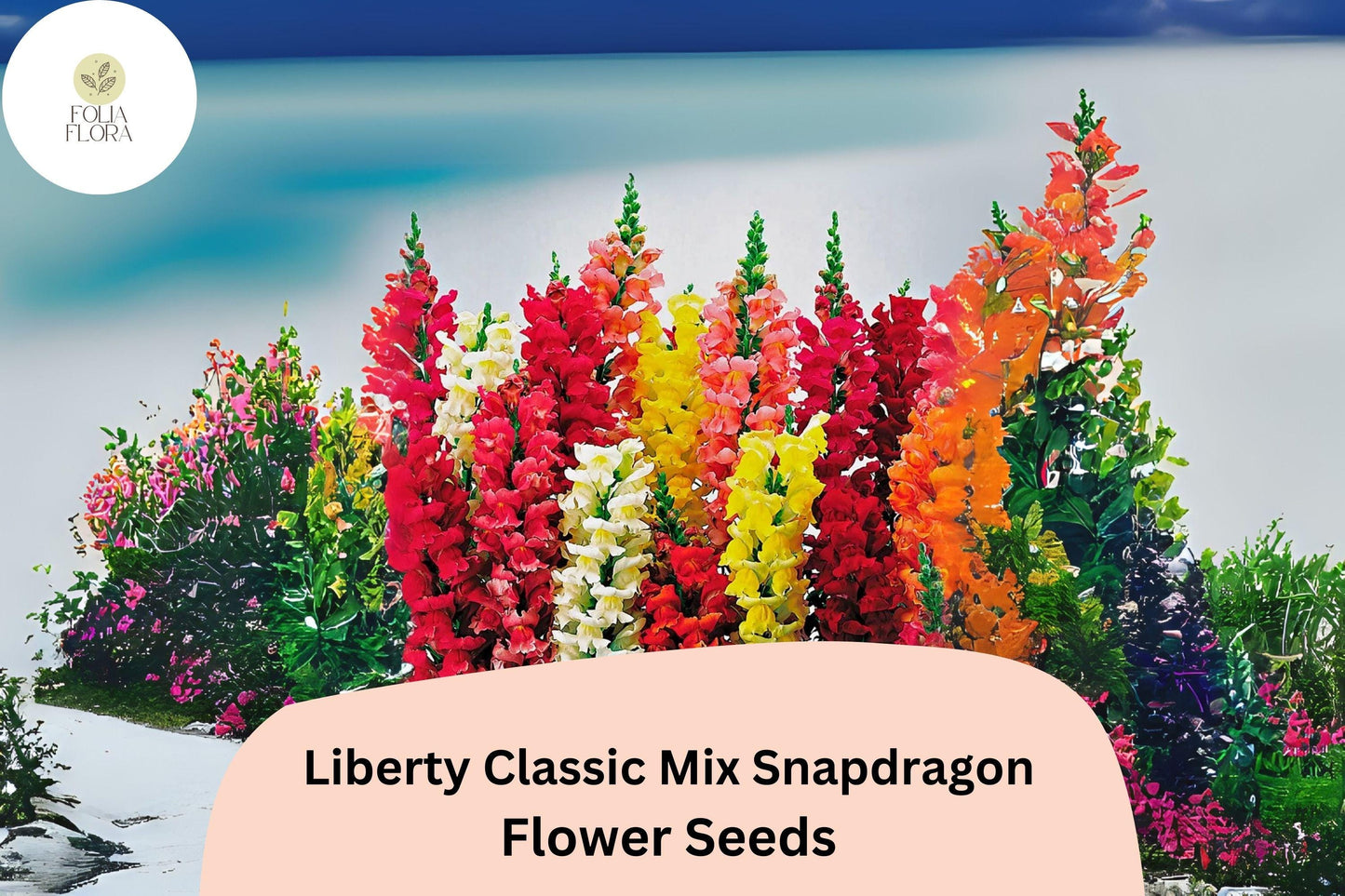 Snapdragon Seeds - 1000+ Liberty Classic Mix - Antirrhinum majus - Vibrant Red, Yellow, Pink, White, Orange Blooms for Gardens