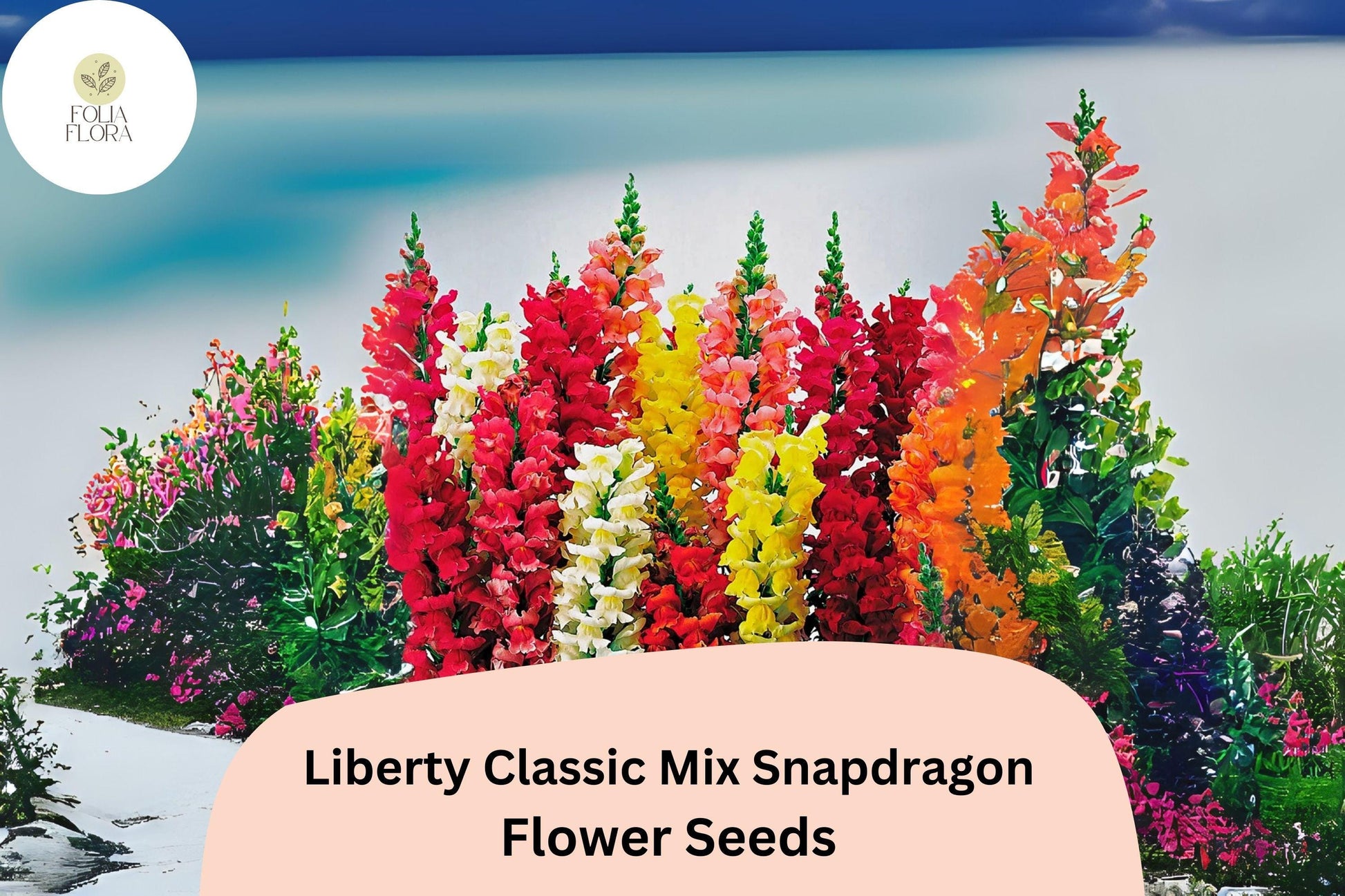 Snapdragon Seeds - 1000+ Liberty Classic Mix - Antirrhinum majus - Vibrant Red, Yellow, Pink, White, Orange Blooms for Gardens
