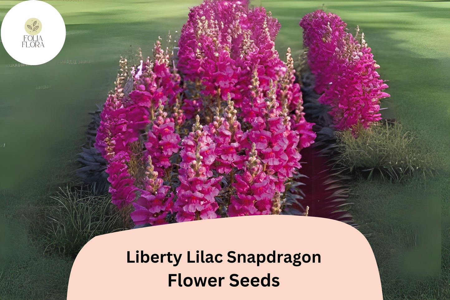 Snapdragon Seeds - 1000+ Liberty Lilac Blooms - Antirrhinum majus - Pollinator-Friendly, Perfect for Garden & Cut Flower Arrangements