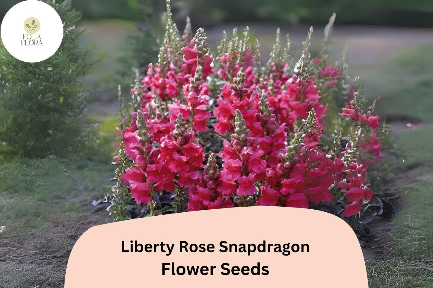 Snapdragon Seeds - 1000+ Liberty Rose Soft Pink Blooms - Antirrhinum majus - Ideal for Garden & Cut Flowers