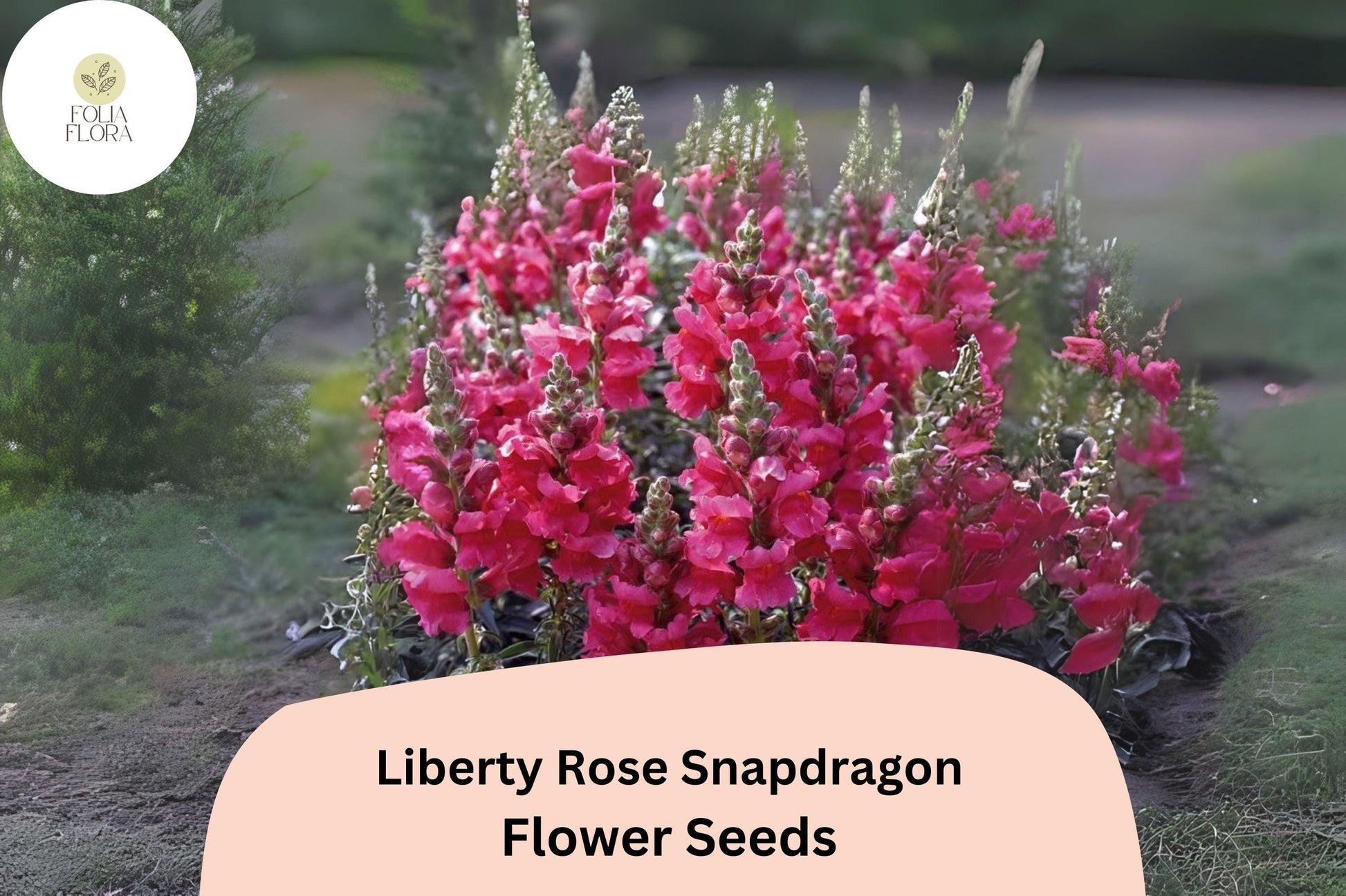Snapdragon Seeds - 1000+ Liberty Rose Soft Pink Blooms - Antirrhinum majus - Ideal for Garden & Cut Flowers
