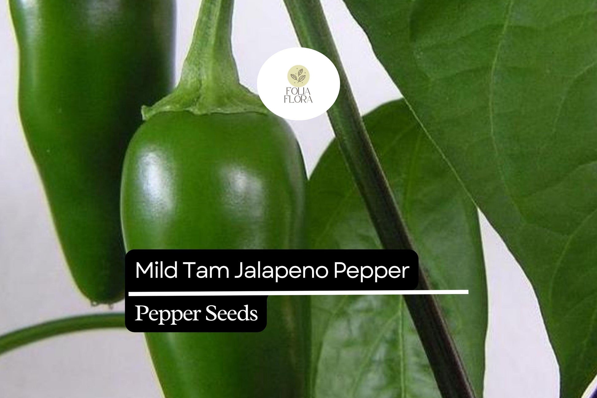 Mild TAM Jalapeño Pepper Seeds - Heirloom, Low-Heat, Non-GMO (Capsicum annuum) - Perfect for Salsas & Containers
