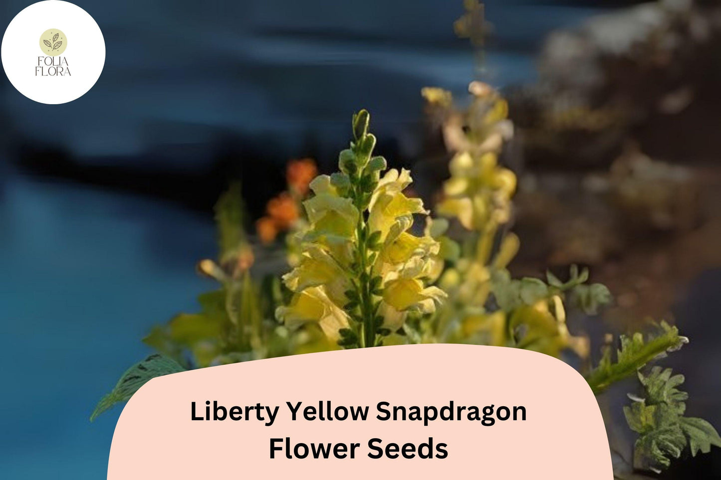 Snapdragon Seeds - 1000+ Liberty Yellow Antirrhinum majus - Bright Yellow Blooms for Garden & Cut Flowers - Pollinator Friendly