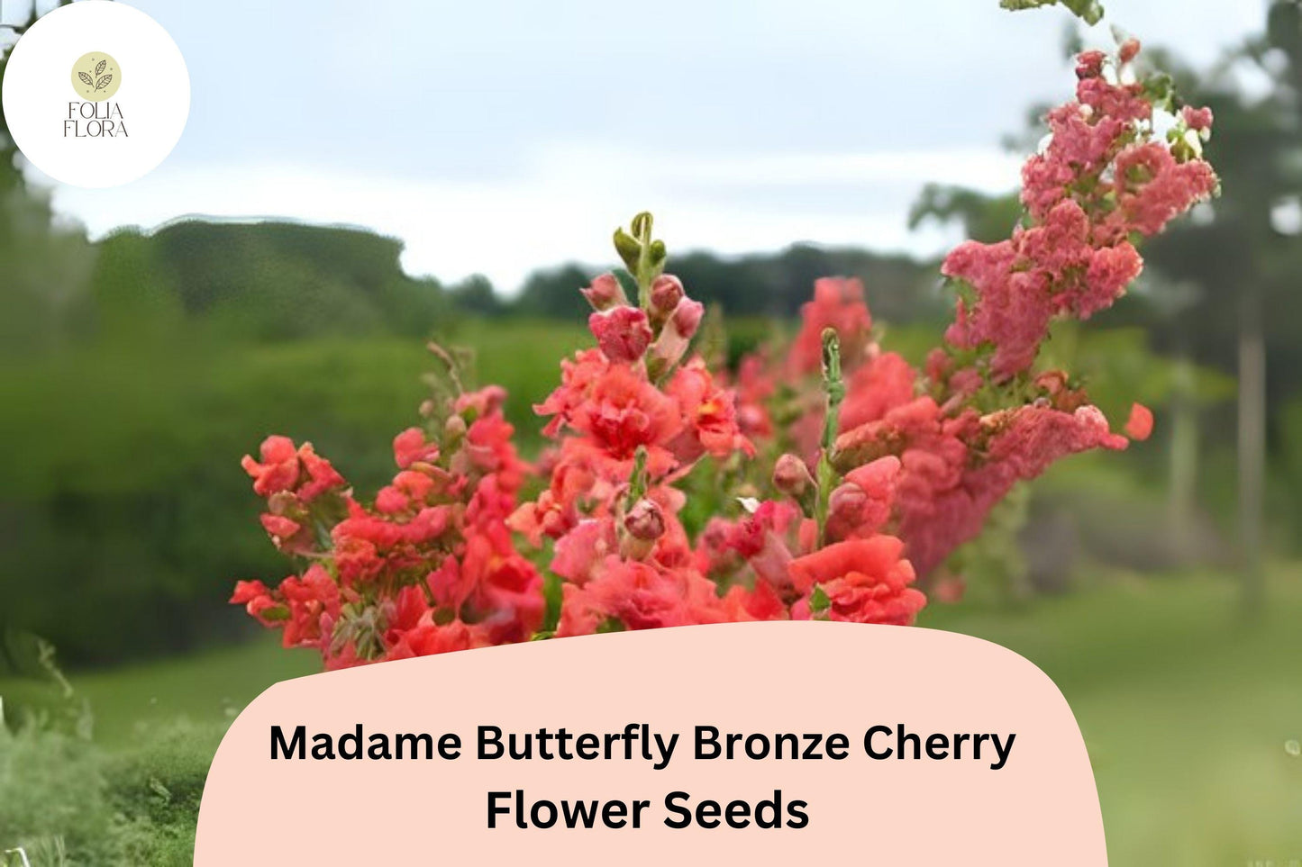 Snapdragon Seeds - 1000+ Madame Butterfly Bronze Cherry - Antirrhinum majus - Ruffled Blooms for Gardens & Cut Flowers