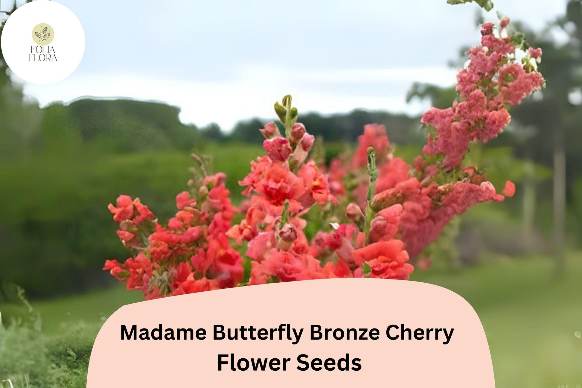 Snapdragon Seeds - 1000+ Madame Butterfly Bronze Cherry - Antirrhinum majus - Ruffled Blooms for Gardens & Cut Flowers