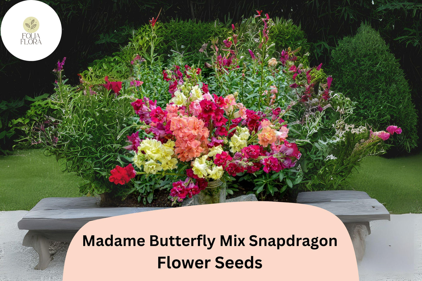 Snapdragon Seeds - 1000+ Madame Butterfly Mix - Antirrhinum majus - Double-Petaled, Ruffled Blooms - Pollinator-Friendly Garden Flowers