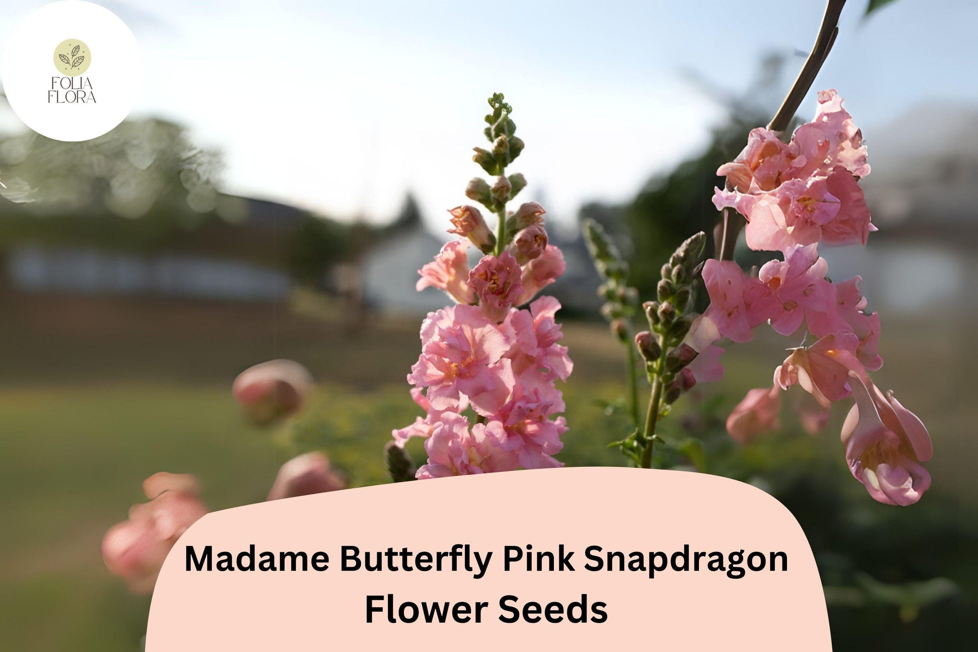Snapdragon Seeds - 1000+ Madame Butterfly Pink - Antirrhinum majus - Ruffled Blooms for Garden & Cut Flowers, Pollinator-Friendly