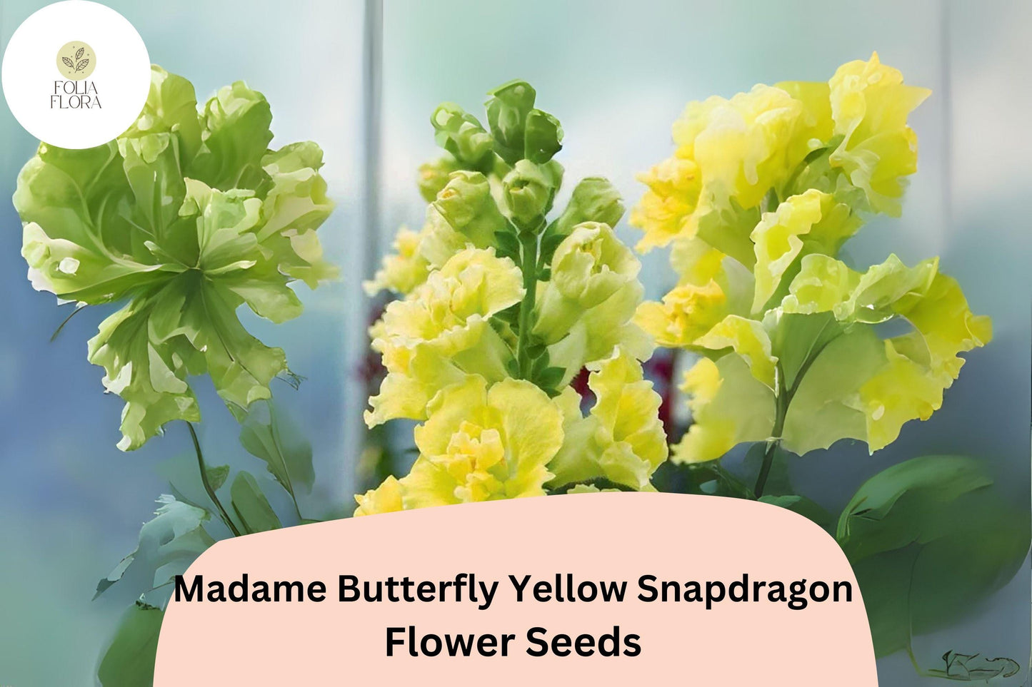Snapdragon Seeds - 1000+ Madame Butterfly Yellow - Antirrhinum majus - Ruffled Blooms for Garden & Cut Flowers, Pollinator-Friendly