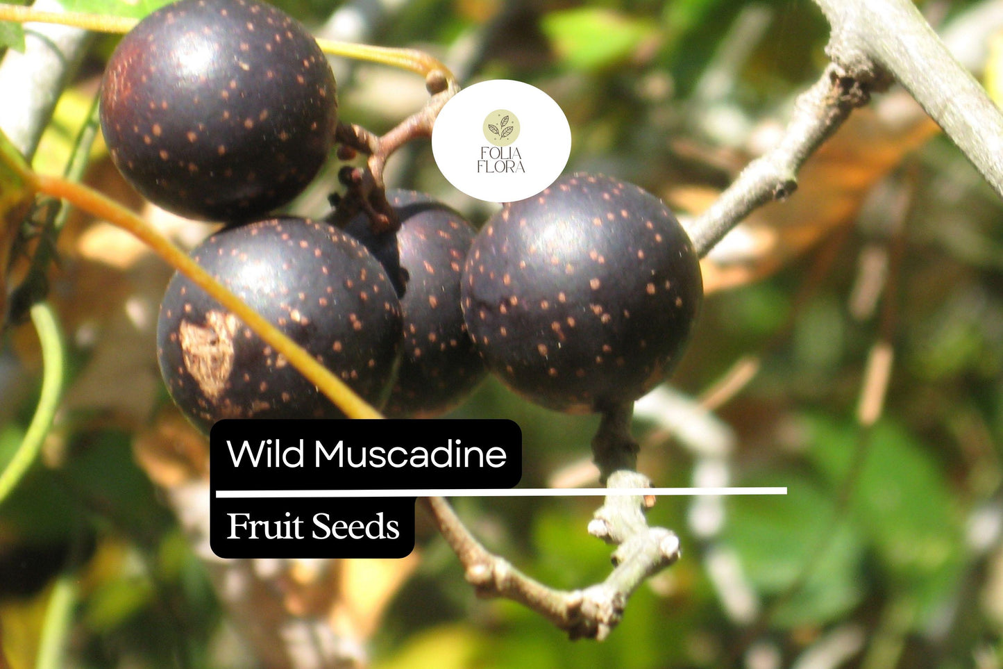 Wild Muscadine Grape Seeds – Edible Fruit Vine – Vitis rotundifolia – Fast-Growing, Drought-Tolerant, Pollinator-Friendly